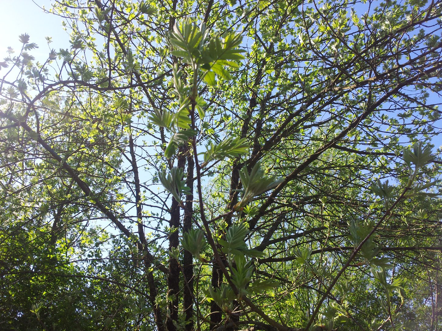 Die Esche wird durch Pilze im Bestand bedroht. Foto: Pfalz-Express/Ahme