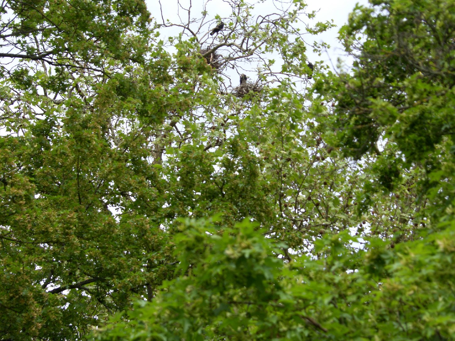 Hoch oben in den Bäumen bauen die Saatkrähen ihre Nester (hier am OHG). Foto: Pfalz-Express/Ahme