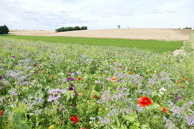 Schön bunt und gleichzeitlich nützlich: Die Blühflächen rund um Herxheim. Foto: via Thomas Knecht
