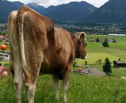 Ein ähnlich schönes Leben wie das Tier auf dem Foto erwartet die ausgebüxte Kuh. wenn sie wieder eingefangen ist. Foto: pfalz-express.de