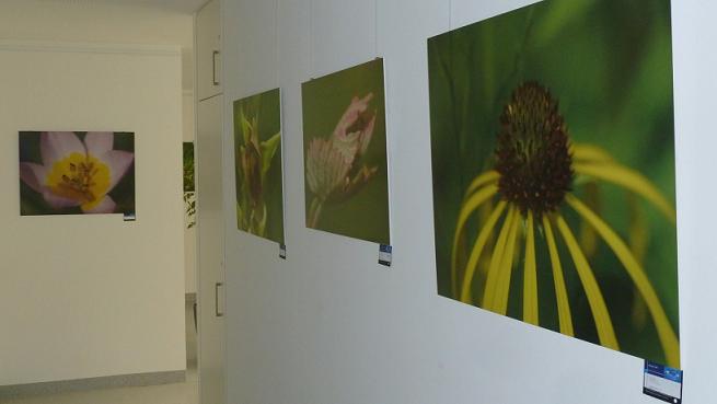 Pflanzen im Detail sind in der Ausstellung "Florale Fotografie" zu sehen. Fotos: Abel