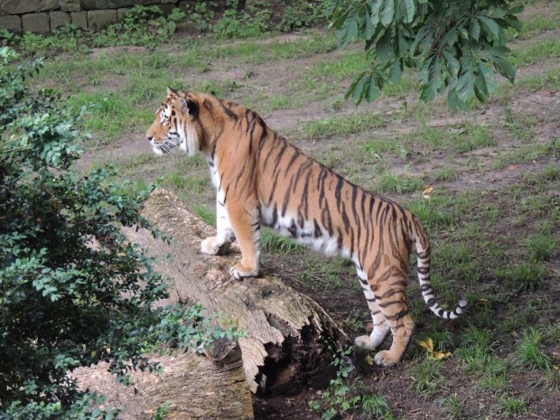 Igor, der Tiger: Auch er ist im Landauer Zoo zu sehen. Foto: zoo-landau