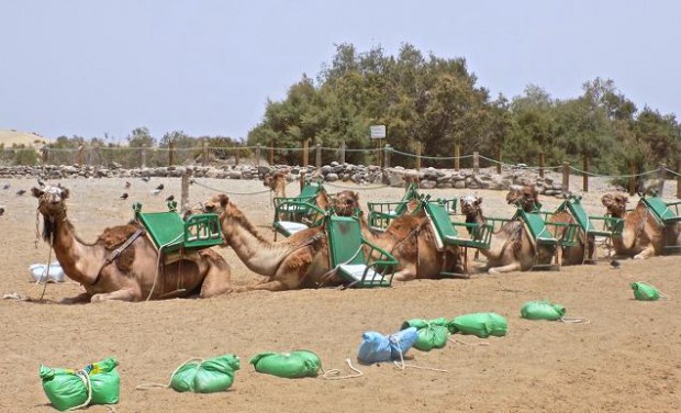 Kamele vor ihrer Tour.