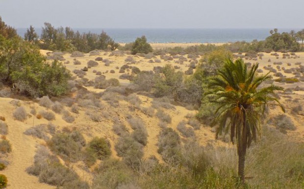 Dünenlandschaft Maspalomas.