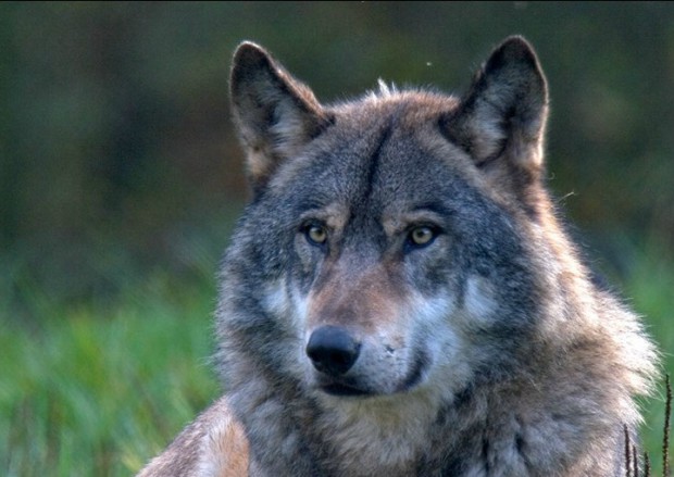 Wölfe: Man kann ihnen im Wildpark bei der Fütterung zusehen. Foto: wildpark-silz.de