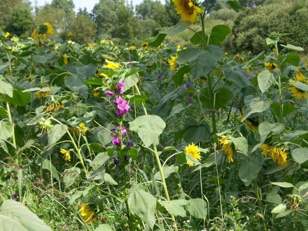 Für Bienen und andere Tiere wichtig: Blühflächen. Foto: Pfalz-Express/Ahme