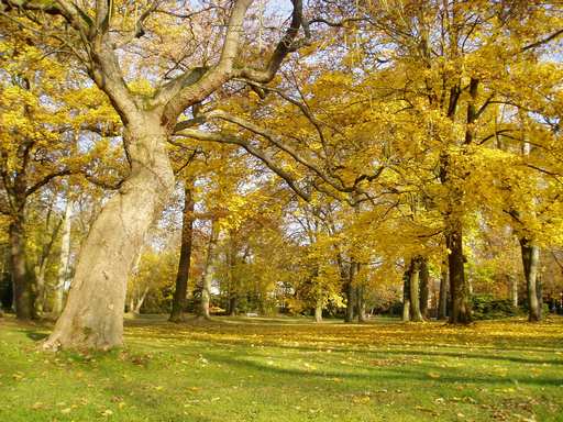 Herbst im Goethepark. Foto: stadt-landau