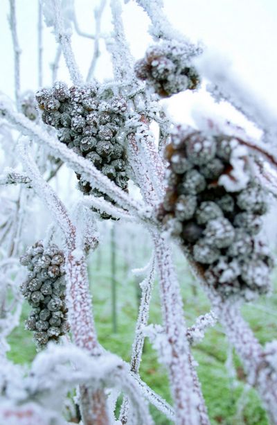 Quelle: Pfalzwein