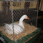 martinsumzug-germersheim-gans