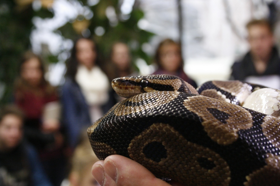 Eine Königspython. Foto: zooschule-landau