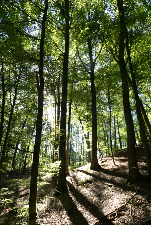 Wald sich selbst überlassen: Kernzonen im Pfälzerwald. Foto: bezirksverband pfalz