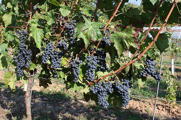 Die "Blaue Zimmettraube" ist das gesuchte Missing Link. Foto: Dr. Erika Maul (JKI)