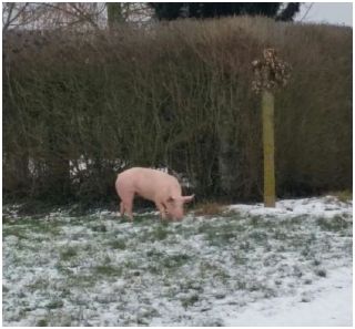 Rosa und niedlich: Ein echtes Prachtexemplar. Foto: Polizei Wörth