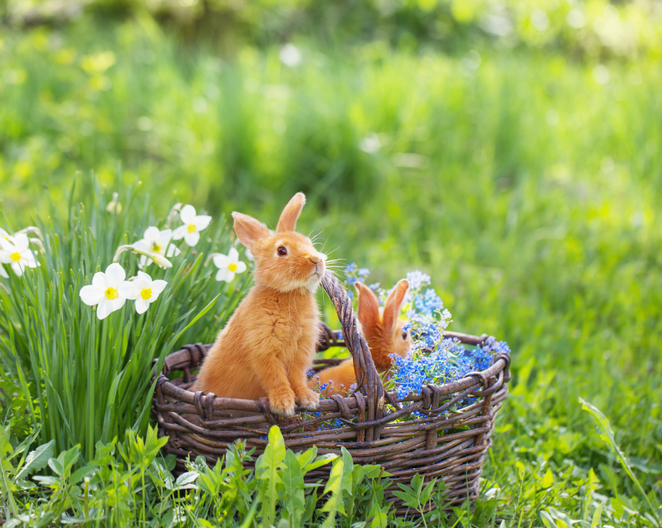 Was der Osterhase wohl bringt? Foto: © istock.com/Maya23K