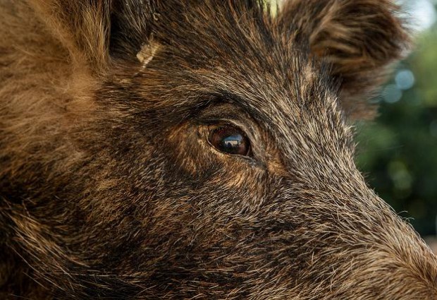 Immer wieder dringen Wildschweine in Wohngebiete vor. Foto: https://pixabay.com/de/wildschwein-jagd-spiel-wildes-tier-1437491/