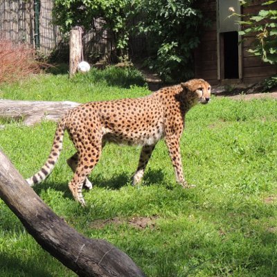 Gepardenkater TYKE erkundet erstmals sein neues Gehege. Foto: zoo landau