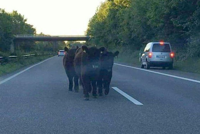Foto: Polizei