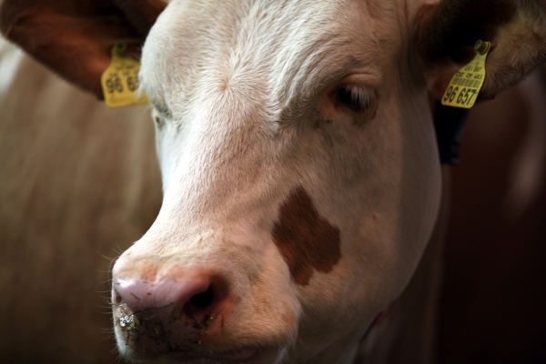 Unsägliches Tierleid: Grüne wollen Gesetz nachbessern. Foto: dts nachrichtenagentur