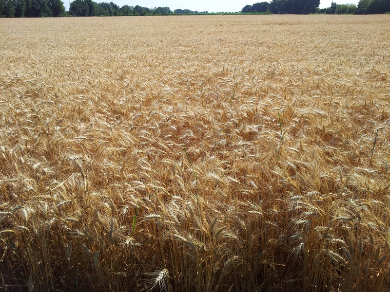 Gerstenfeld bei Zeiskam. Foto: Pfalz-Express/Ahme