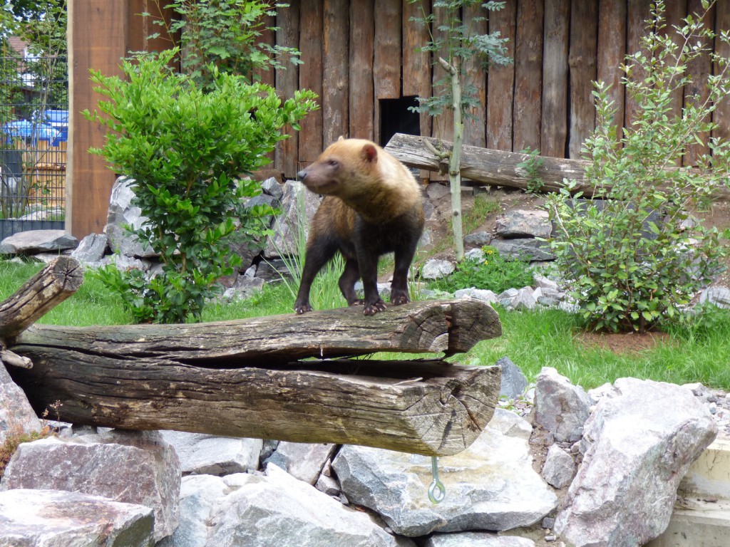 ...das neue Waldhundgehege...