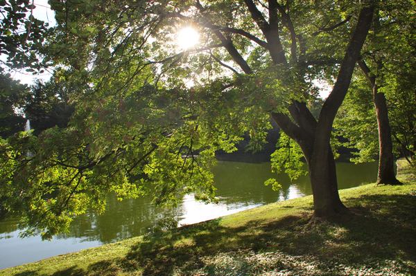 Der Schwanenweiher im Ostpark Foto: ld