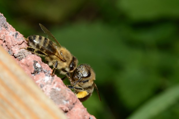 Frühindikator für Veränderungen in der Umwelt: Bienen sind von Monokultur, Pflanzenschutzmitteln und Varroamilben bedroht. Foto: Pfalzmuseum für Naturkunde