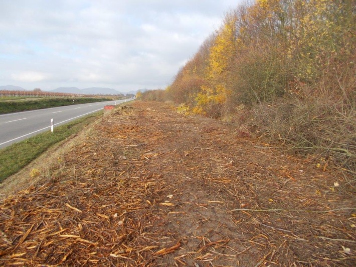 Freie Sicht auf den Wildwechsel durch Freischneiden von Sträuchern und Gebüschen. Foto: ld