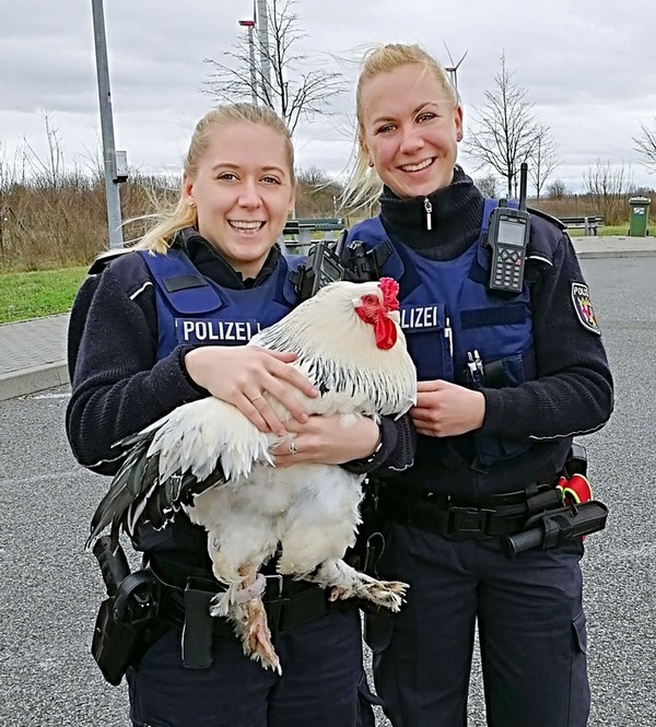 Hahn im Korb: Die beiden Polizistinnen freuten sich über die ungewöhnliche Begegnung. Foto: pol