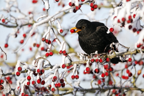 Amsel im Beerenstrauch. Quelle: NABU-Mike Lane