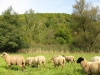 beweidung-schafe