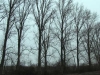 pappelreihe-intakt3