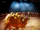 ehrenamtszirkus5-Epple