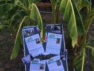 Fest für Afrika Straußenfarm Mhou Rülzheim - 3