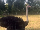 Strauß Vogel