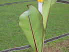 Banane-Pflanze