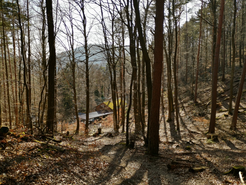 Nellohuette-Wald