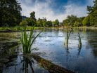Ostpark-Epple-Schilfzone