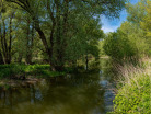 Rheinvorland-Leimersheim-12