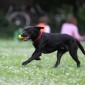 Schwarzer Hund auf einer Wiese mit Ball in der Schnauze