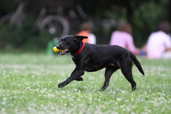 Schwarzer Hund auf einer Wiese mit Ball in der Schnauze