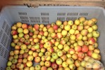 Äpfel in einer Kiste
