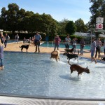 Hundeschwimmtag im Landauer Freibad
