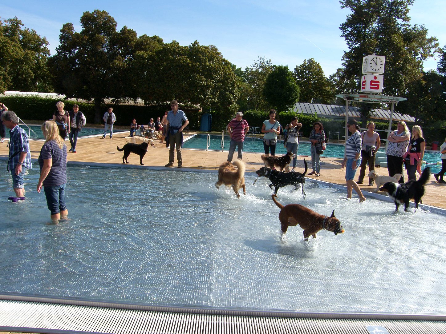 Hundeschwimmtag im Landauer Freibad