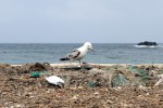 Möwe auf einem Plastikmüllhaufen am Meer.