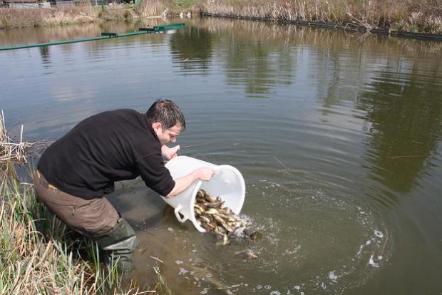 Fischer setzt Fische aus einem Eimer in einen Teich