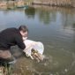 Fischer setzt Fische aus einem Eimer in einen Teich