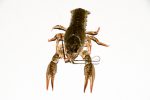 alive crayfish isolated on white background, live crayfish closeup, fresh crayfish. Beer snacks, river crayfish