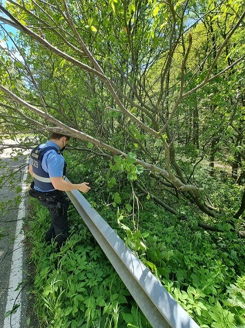 Polizist mit Baum