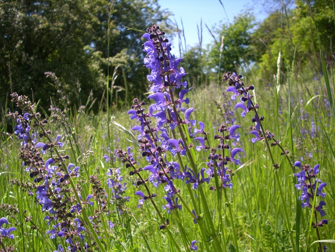 Wiesen-Salbei
