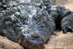 Krokodil
